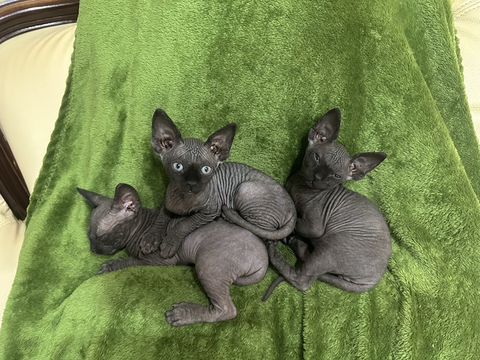 Pui de pisicute din rasa sphynx culoare gri