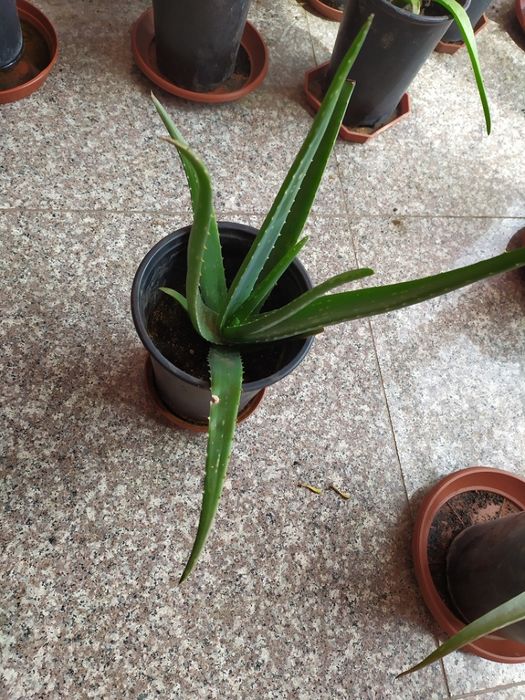 Алое Вера Барбанденсис Милър