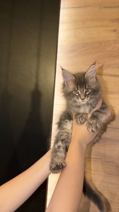 Мейн-кун котята продам
