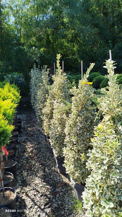 Vând plante ornamentale diferite specii și dimensiuni