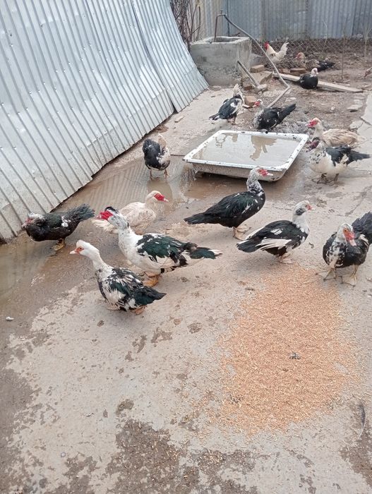 Продам индауток самки и самцы