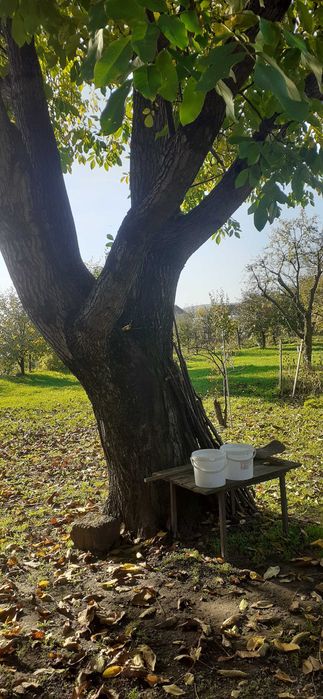 Casă de vănzare cu livada de pomi fructiferi!