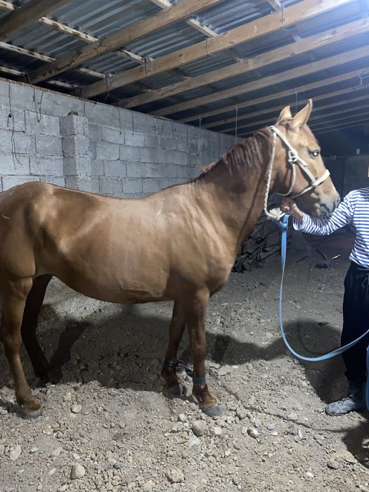 Жаксы бие сатылады