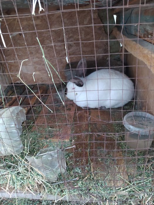 Продам кроликов.