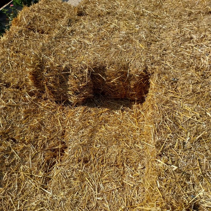 Vand baloti de paie de grau