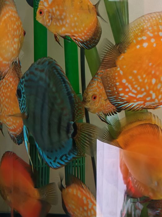 Discus Oradea 150Ron