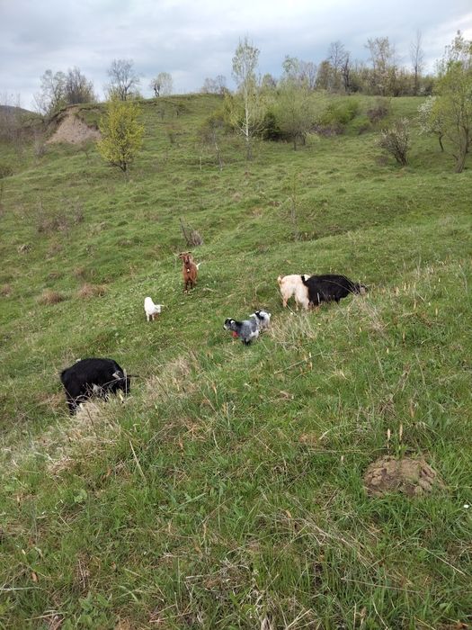 Vând Două capre  cu câte doi iezi