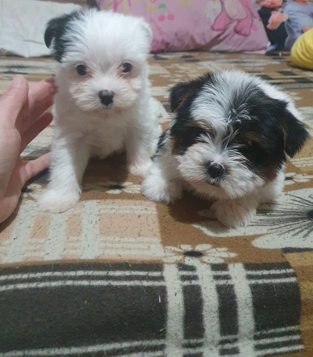 Малки йоркита бивър