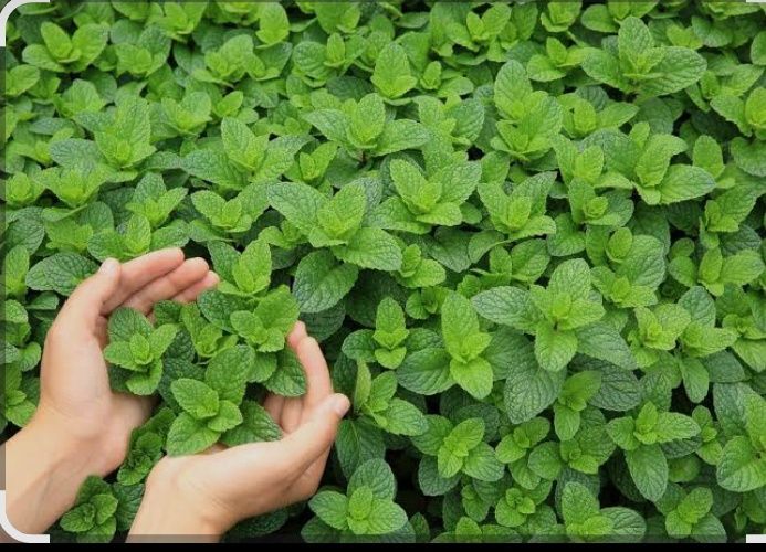 Мята цветок лечебные