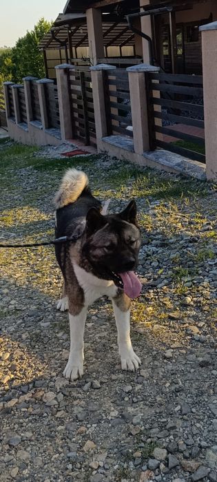 Done caine Akita American