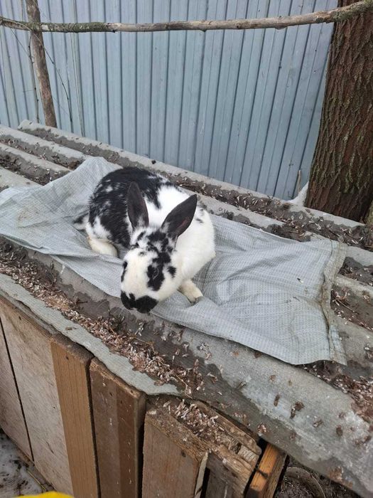 Продам 2 крола 8 месяцев