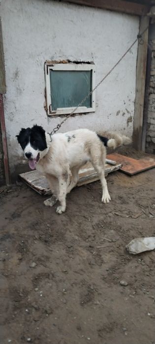 Сатам жағдай жақсы