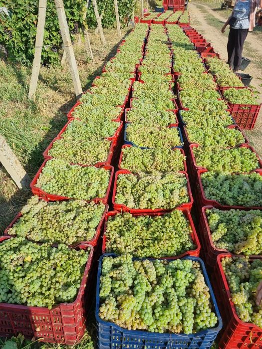 Struguri de vin deținem vie proprie