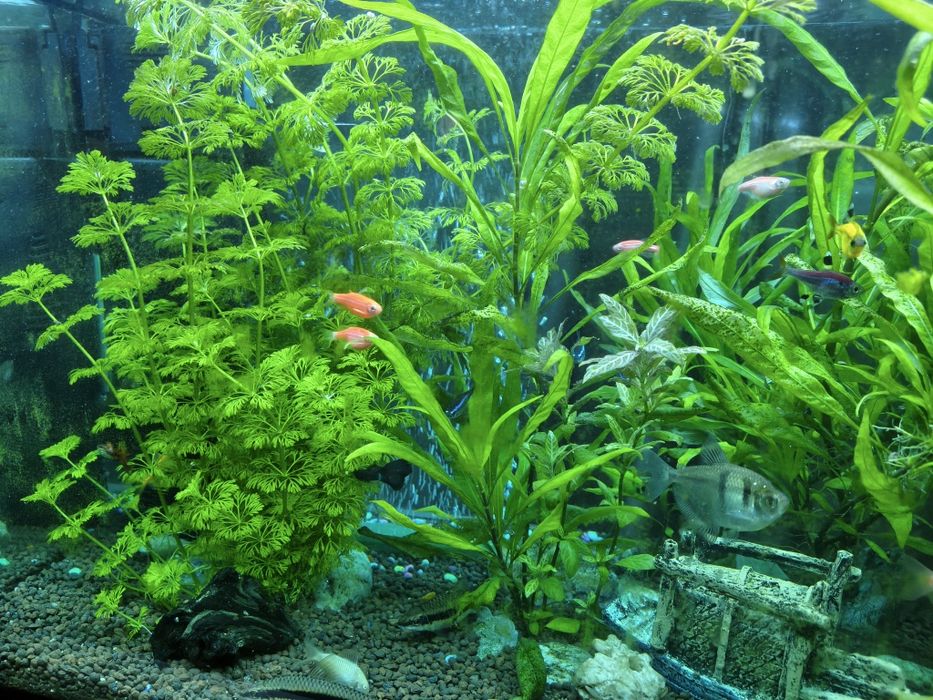 Acvariu cu pesti CLASICA