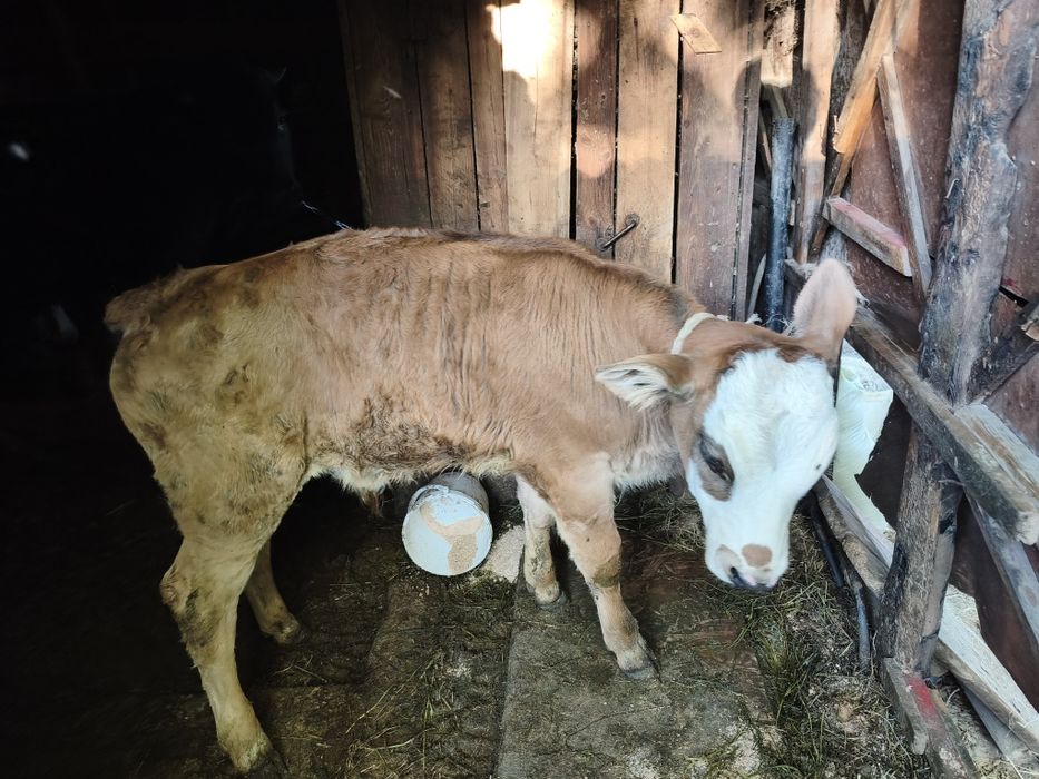 Продам корову и теленка