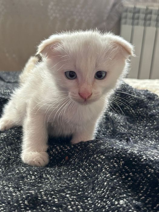 Котенок мальчик.