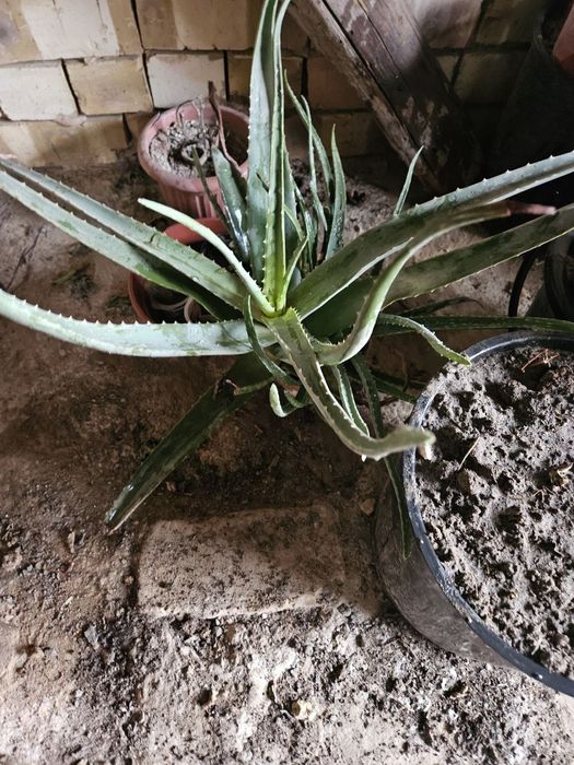 Алой ва алойвера гуллари