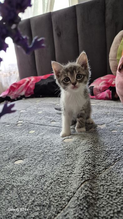 Отдам котят. К лотку приучены