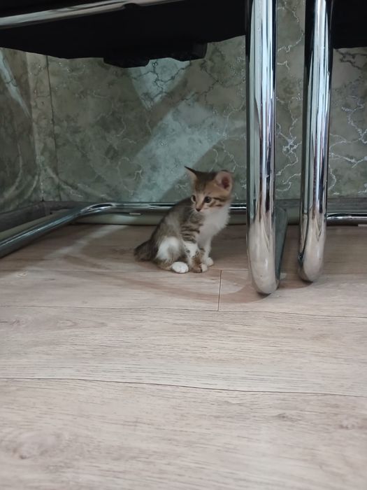 Отдам котят бесплатно