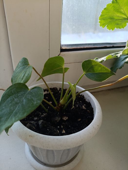 Антуриум  детки.