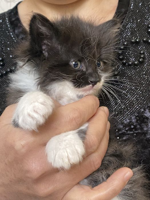 Котята даром| Mushukchalar  yaxshi qoʻllarga