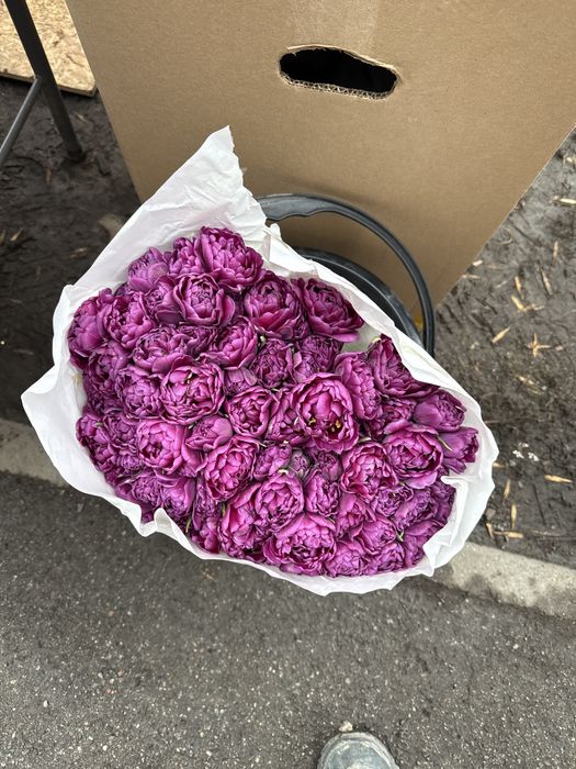 Тюльпаны разного цветп