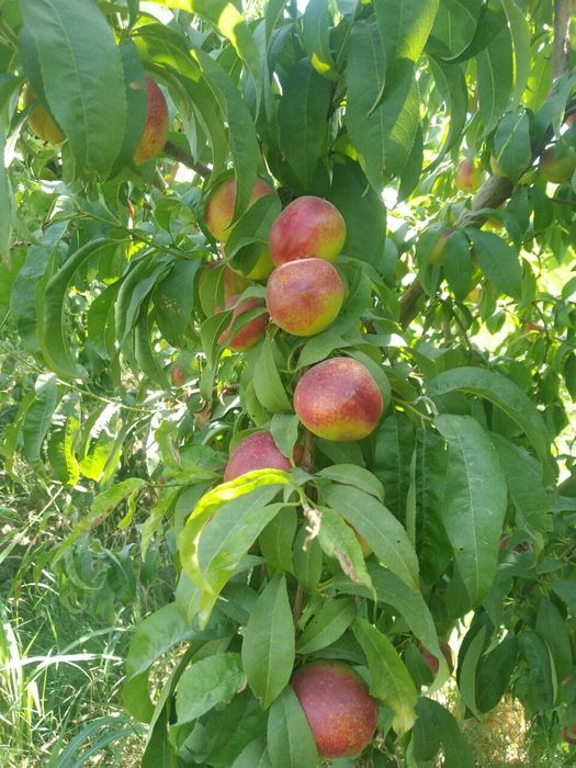 Karlik pakana Mevali Daraxtlar