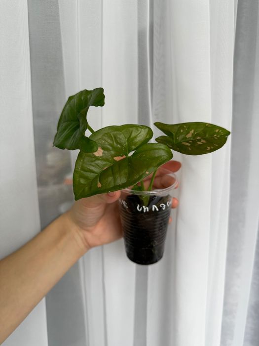 Сингониум Пинк сплэш и Рафидофора