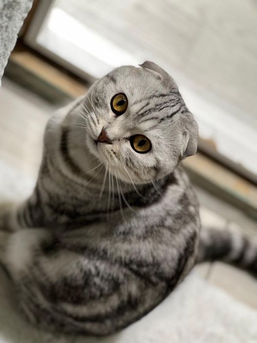 Продам кота скоттиш фолд