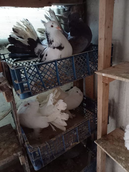 Porumbei voltați indieni 2 perechi