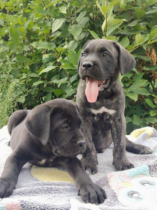 Щенки кане-корсо на продажу