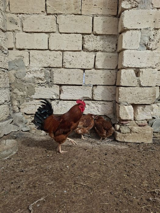 Тауықтар сатылады