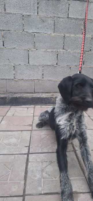 Продам щенка дратхаар сука