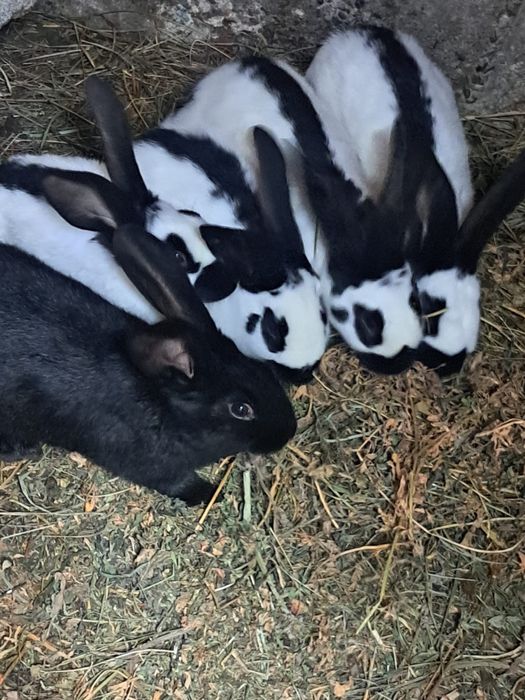 Vand Iepuri fluture german si urias german