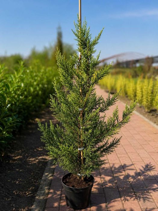 Gard Viu Leylandii - Creștere Ultra Rapidă - Producător ROMAN PLANTE ORNAMENTALE Timiș (Tormac)