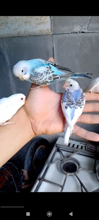 Ruchnoy papugaylar sotiladi