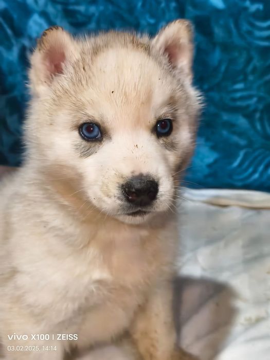 Очаровательные щенки сибирской хаски.