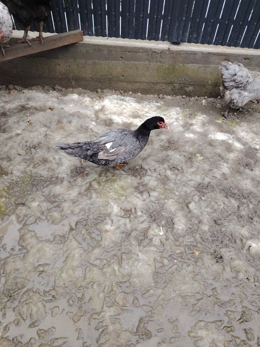 Vând rate rata  leseasca albastră ciocolatie. Rate talie mare. Moscovy