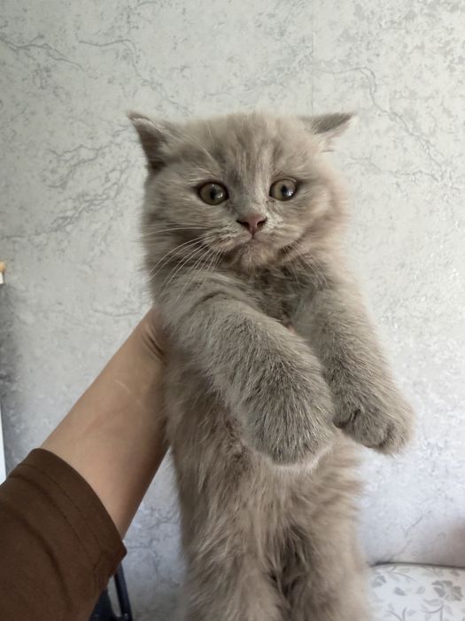 Shotlandskiy scottish fold va strayt mushuklar sotiladi