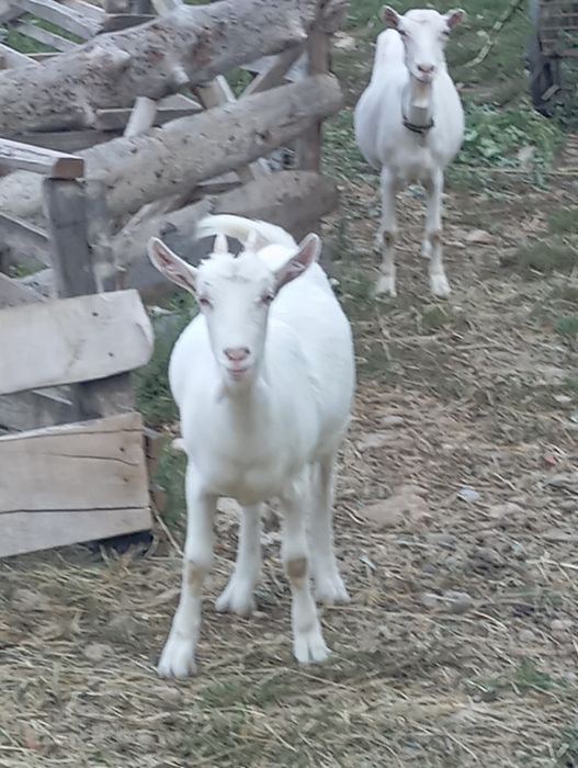Vând o iadă Sannen!