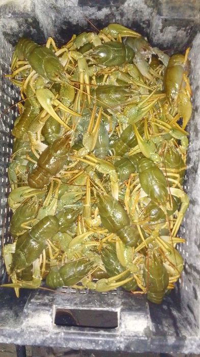 РаКи живые. Раки варёные.