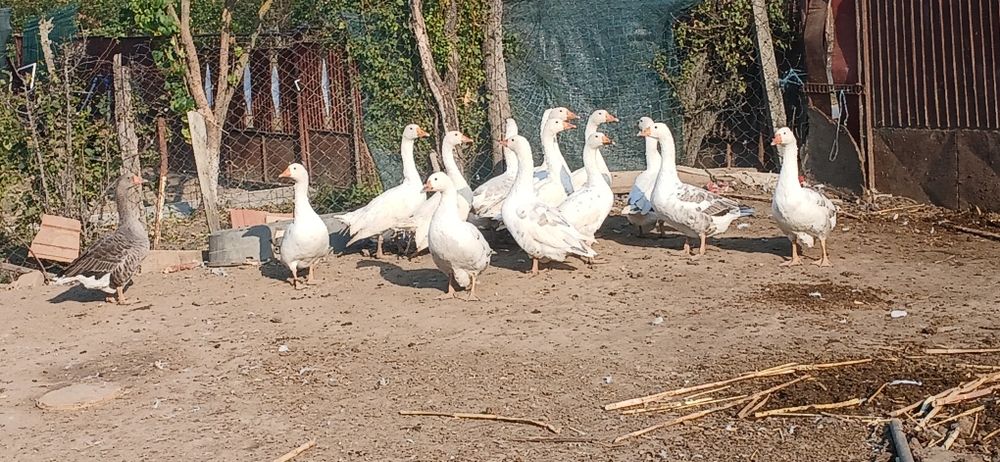 Gâște de vânzare