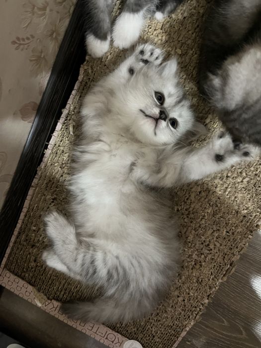 Продаётся пушистый шотландский котёнок
