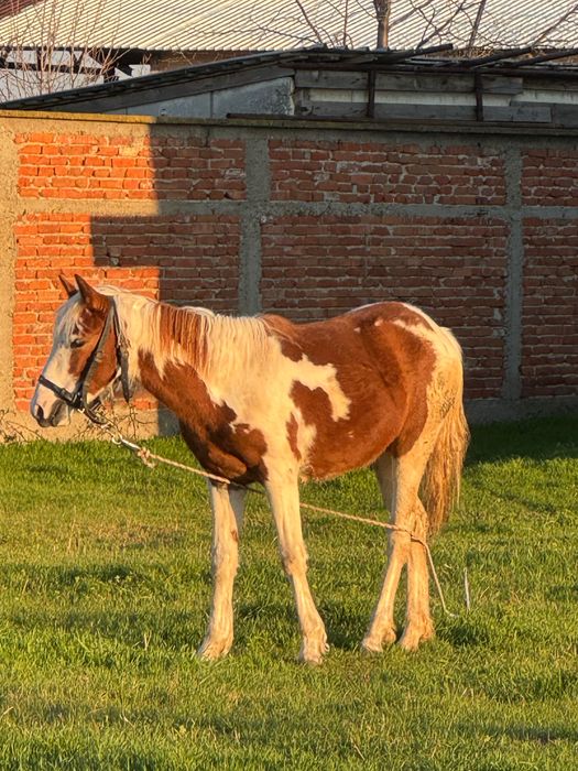 Кон Пинто 11 месеца