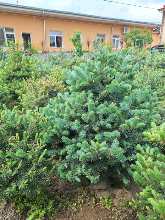 Голубая ель арчалари бор белгияники