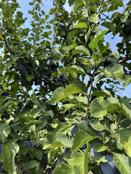 Prune de vinzare