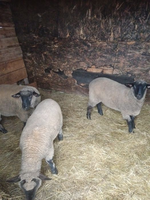 Miele  sulfoc    de vânzaee