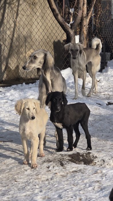 Тазы күшіктер / щенки тазы