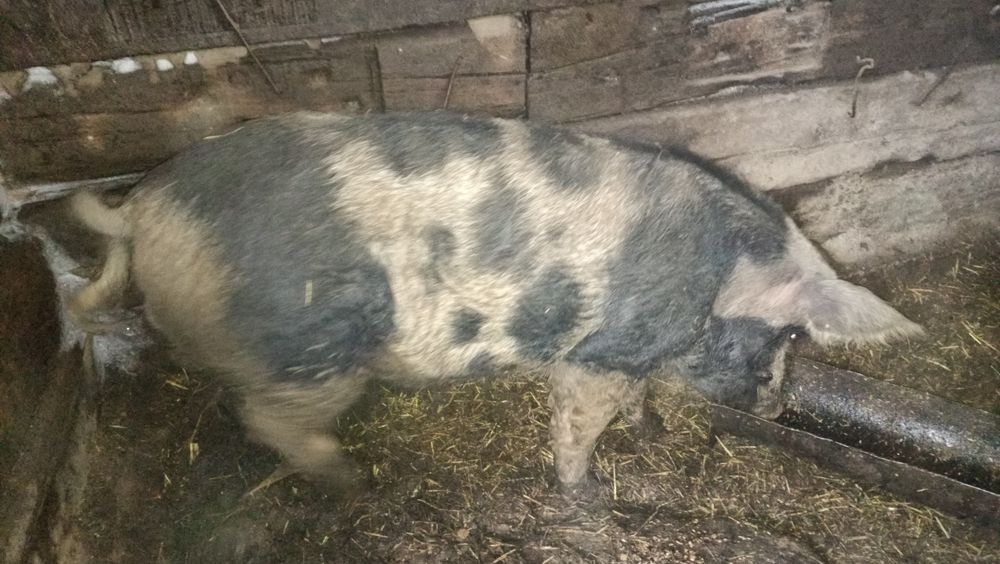 Продам кабанов не кастрированных.