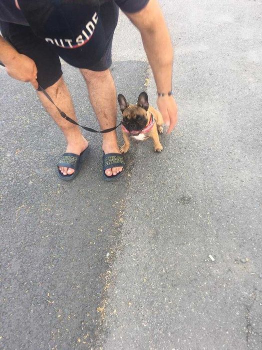 Dresaj canin la domiciliu